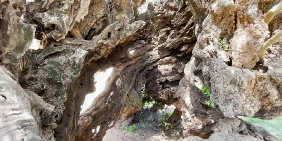 4 bin yıldır hayatta: Dünyanın en yaşlı ağacı yılda 20.000 ziyaretçi çekiyor 2